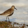 Jespak obecny - Calidris alpina - Dunlin 7105